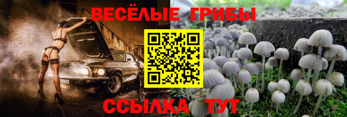 как найти наркотики  Галлюциногенные грибы GOLDEN TEACHER  Вход с VPN  Псилоцибиновые грибы GOLDEN TEACHER  Апшеронск 